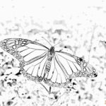 A Few More Coloring Pictures of Butterflies